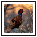 Pheasant Bird Standing On Rock Sunrise Light thumbnail