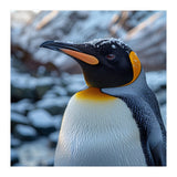 King Penguin In The Snow With Frosty Head (Print Only) thumbnail