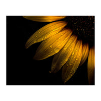 Backyard Flowers No 28 Sunflower (Print Only)