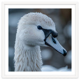 Close Up Of A Swan Head Covered In Water Droplets thumbnail