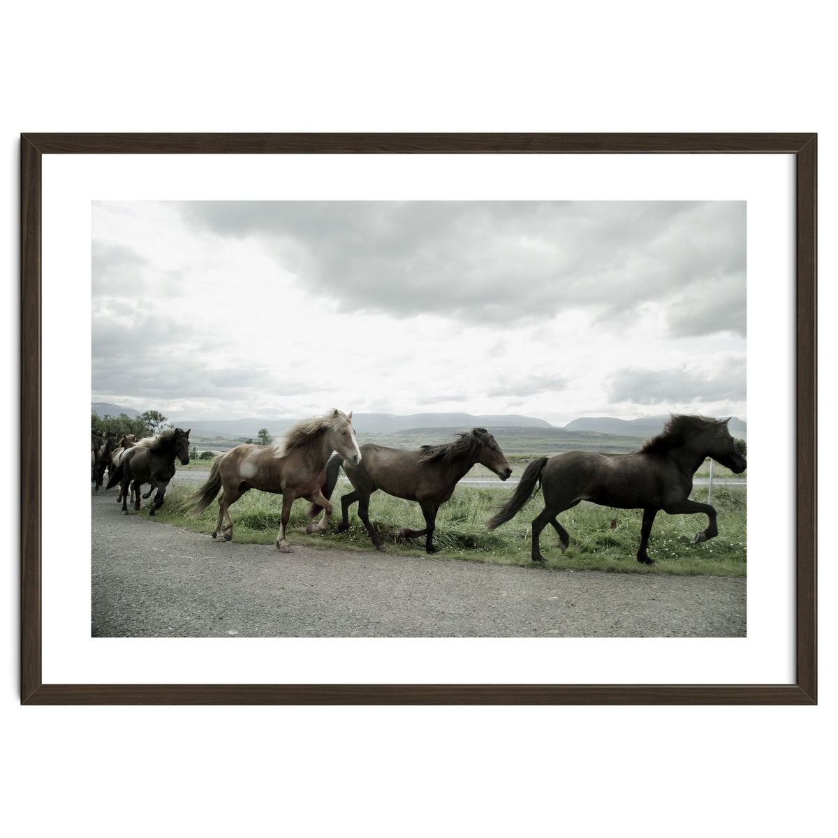 Running horses - Iceland