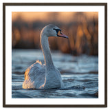 Elegant Swan Gliding On Water At Sunset thumbnail