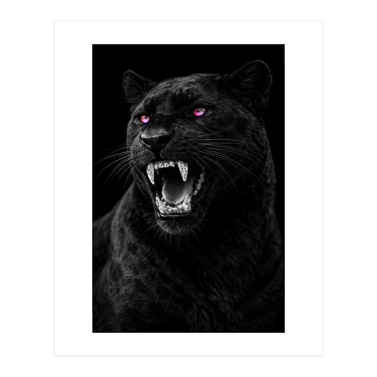 Black leopard with colorful eyes portrait (Print Only)