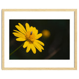 SUNFLOWER. thumbnail