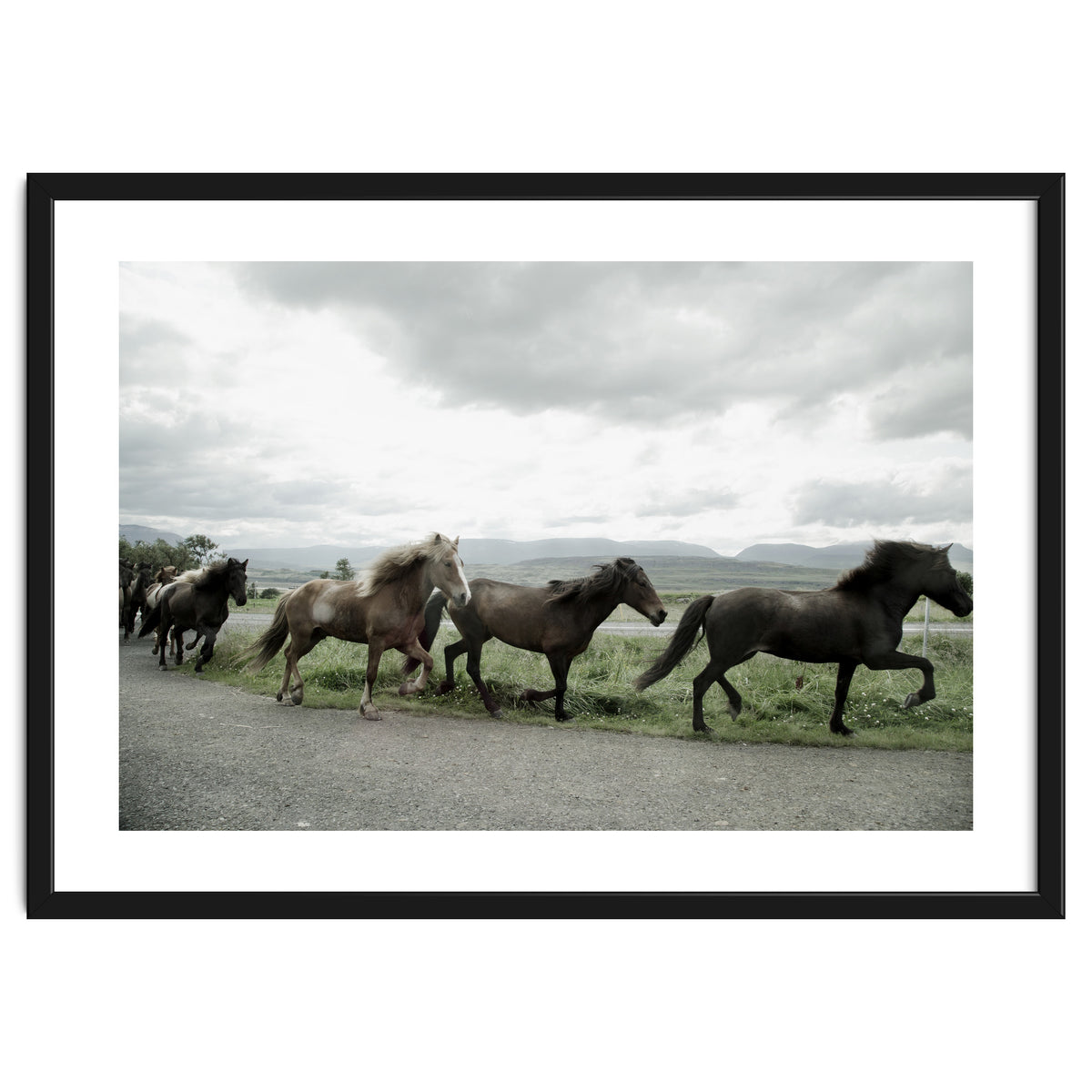 Running horses - Iceland