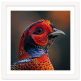Close Up Pheasant Bird thumbnail