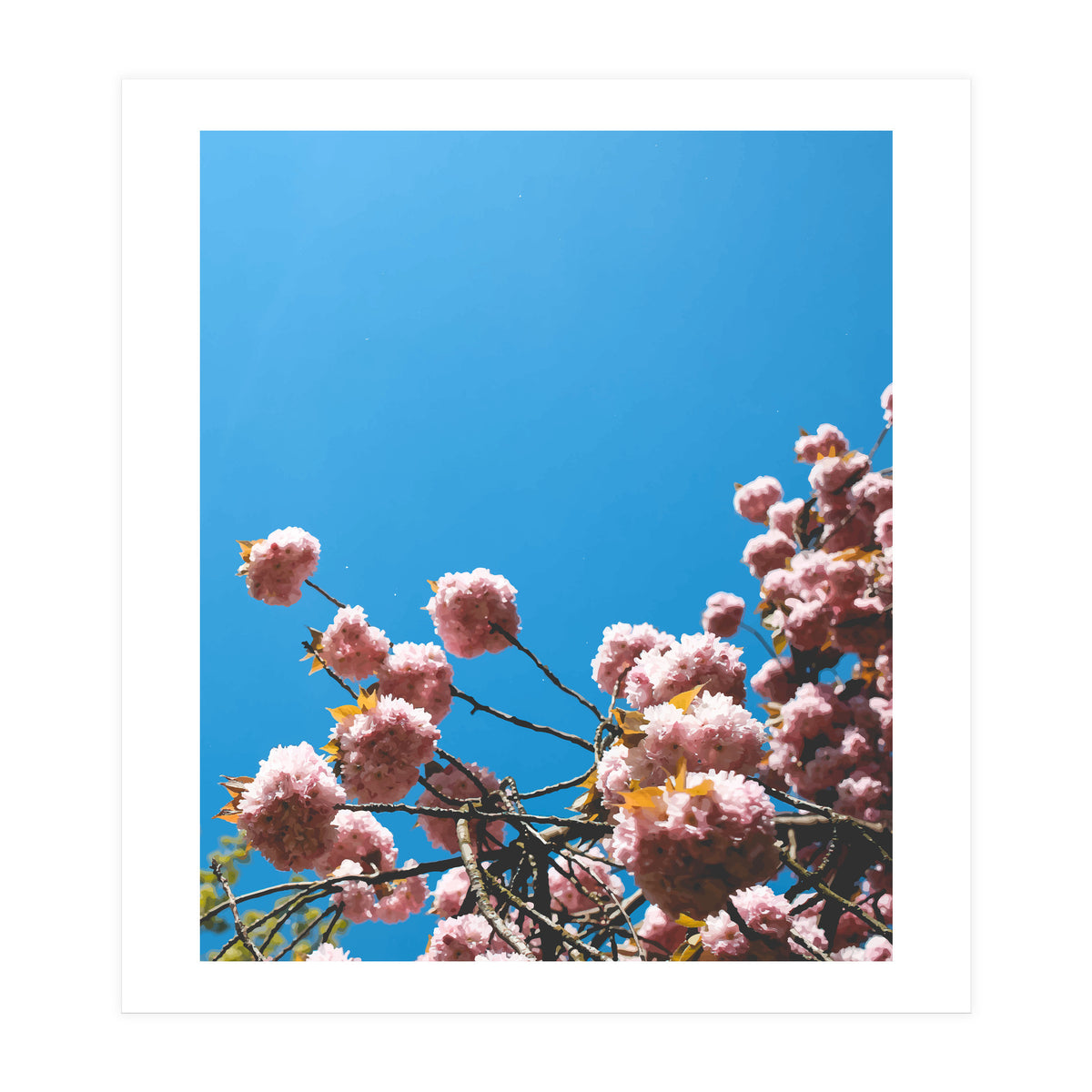 Pink Summer (Print Only)