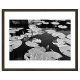 Lotus Pond | Black & White Landscape thumbnail