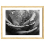 Ethereal Monochromatic Rose Petal Macro thumbnail