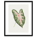 Caladium ‘Carolyn Whorton’ Leaf (Hand Drawn Illustration) thumbnail