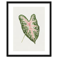 Caladium ‘Carolyn Whorton’ Leaf (Hand Drawn Illustration)