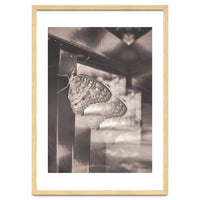 Evolving | Sepia