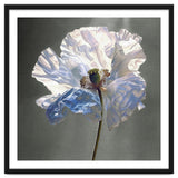 Shirley Poppy | Morning Silk thumbnail