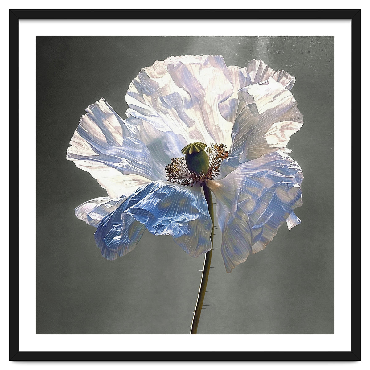 Shirley Poppy | Morning Silk