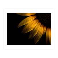 Backyard Flowers No 28 Sunflower (Print Only)