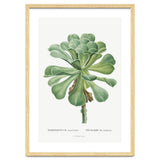 Pierre-Joseph Redouté – Sempervivum Canariense (1799) thumbnail