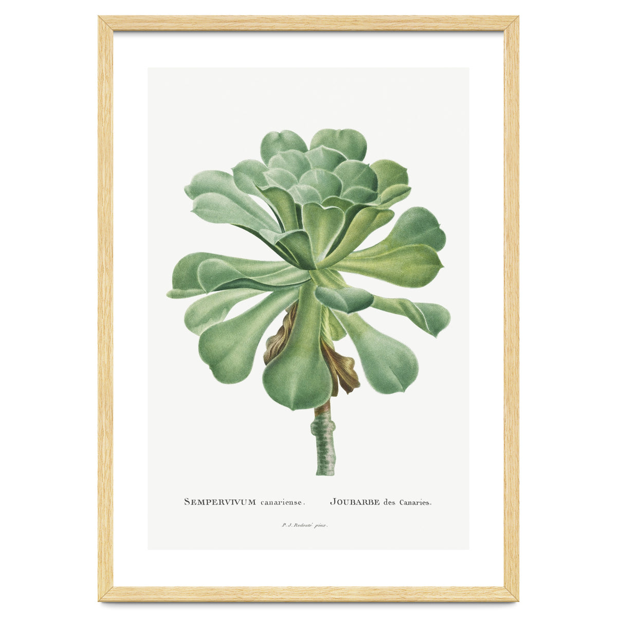 Pierre-Joseph Redouté – Sempervivum Canariense (1799)