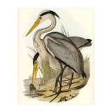 Elizabeth Gould – Great Grey Heron (Ardea leucophaea) | Birds of Australia Illustration (Print Only) thumbnail