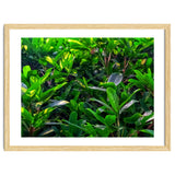Green House Plant Leaves thumbnail