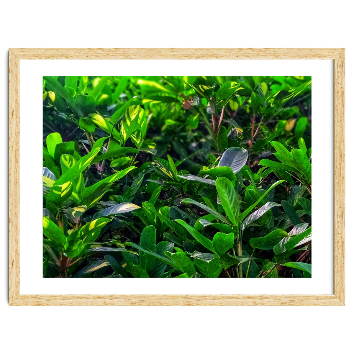 Green House Plant Leaves