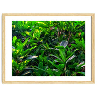 Green House Plant Leaves