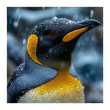 King Penguin Close Up In The Rain (Print Only) thumbnail