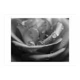 Ethereal Monochromatic Rose Petal Macro (Print Only) thumbnail