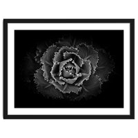 Backyard Flowers In Black And White No 101