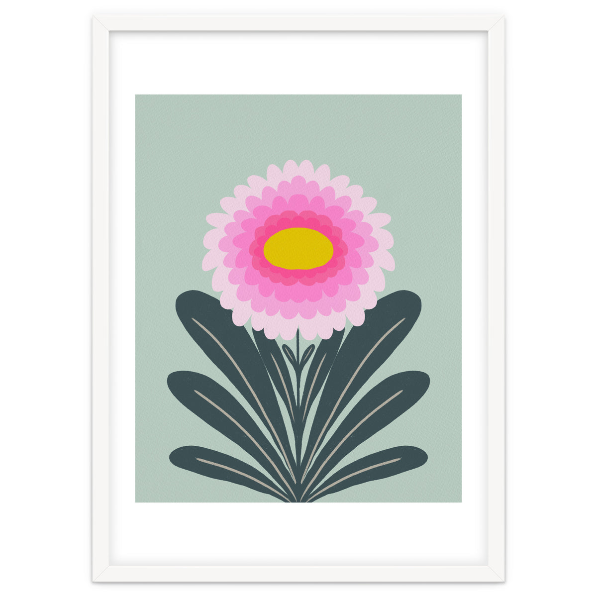 Chrysanthemum - turquoise and pink