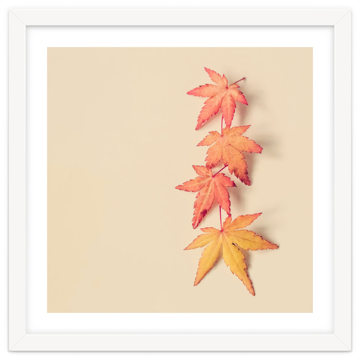 Maple In Pastel