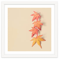 Maple In Pastel