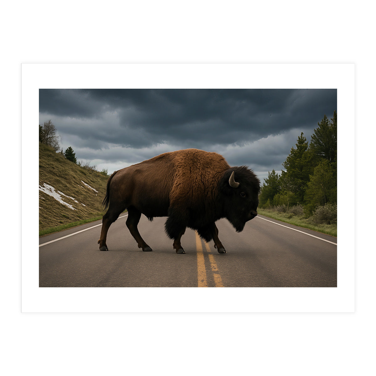 Bison on the Road , Yellowstone Wildlife Photography (Print Only)