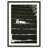 Cat On Stairs thumbnail