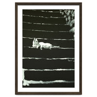 Cat On Stairs