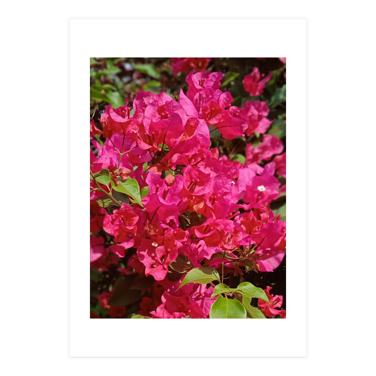 Pink Bougainvillea Flowers (Print Only)