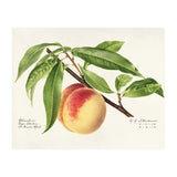 Royal Charles Steadman – Peach Twig (Prunus persica) (1918) (Print Only) thumbnail