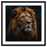 Majestic Lion Portrait In Gentle Rain