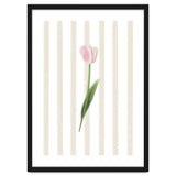 Single Tulip thumbnail