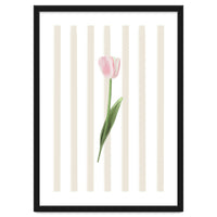 Single Tulip