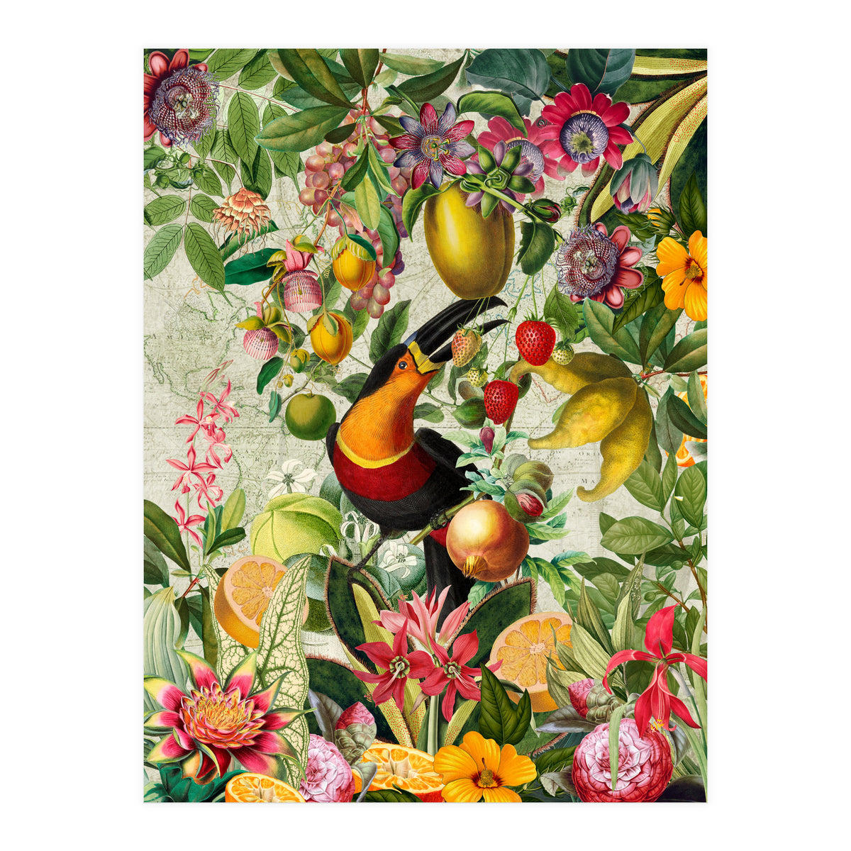 Toucan vintage jungle 1 (Print Only)