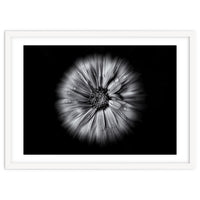 Backyard Flowers In Black And White No 10 Flow Version