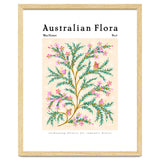 Australian Flora: Wax Flower thumbnail