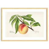 Royal Charles Steadman – Peach Twig (Prunus persica) (1918) thumbnail