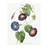 Pierre-Joseph Redouté & Henry Joseph Redouté – Star-Glory Morning-Glory (1827) (Print Only) thumbnail