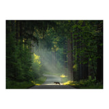 Wolf in the Netherlands (Print Only) thumbnail