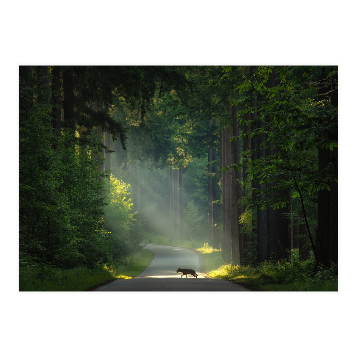 Wolf in the Netherlands (Print Only)