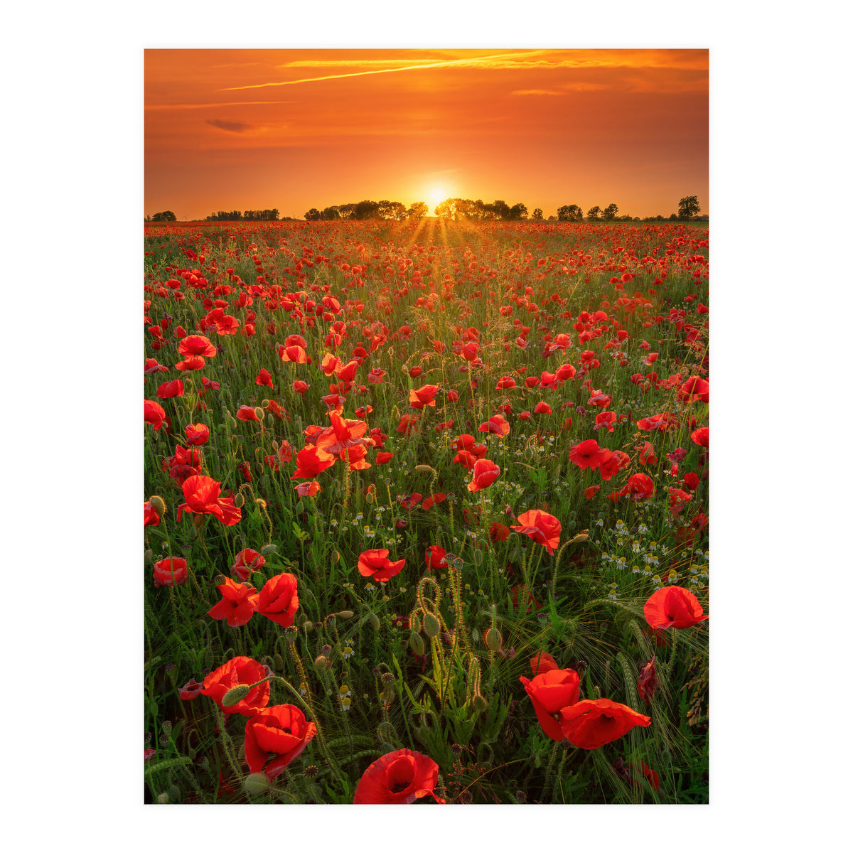 Poppies At Sunset (Print Only)