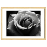 Ethereal Monochromatic Rose Petal Macro thumbnail