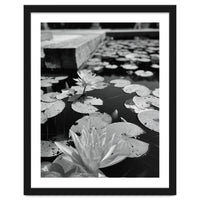 Lotus Pond | Black & White Portrait