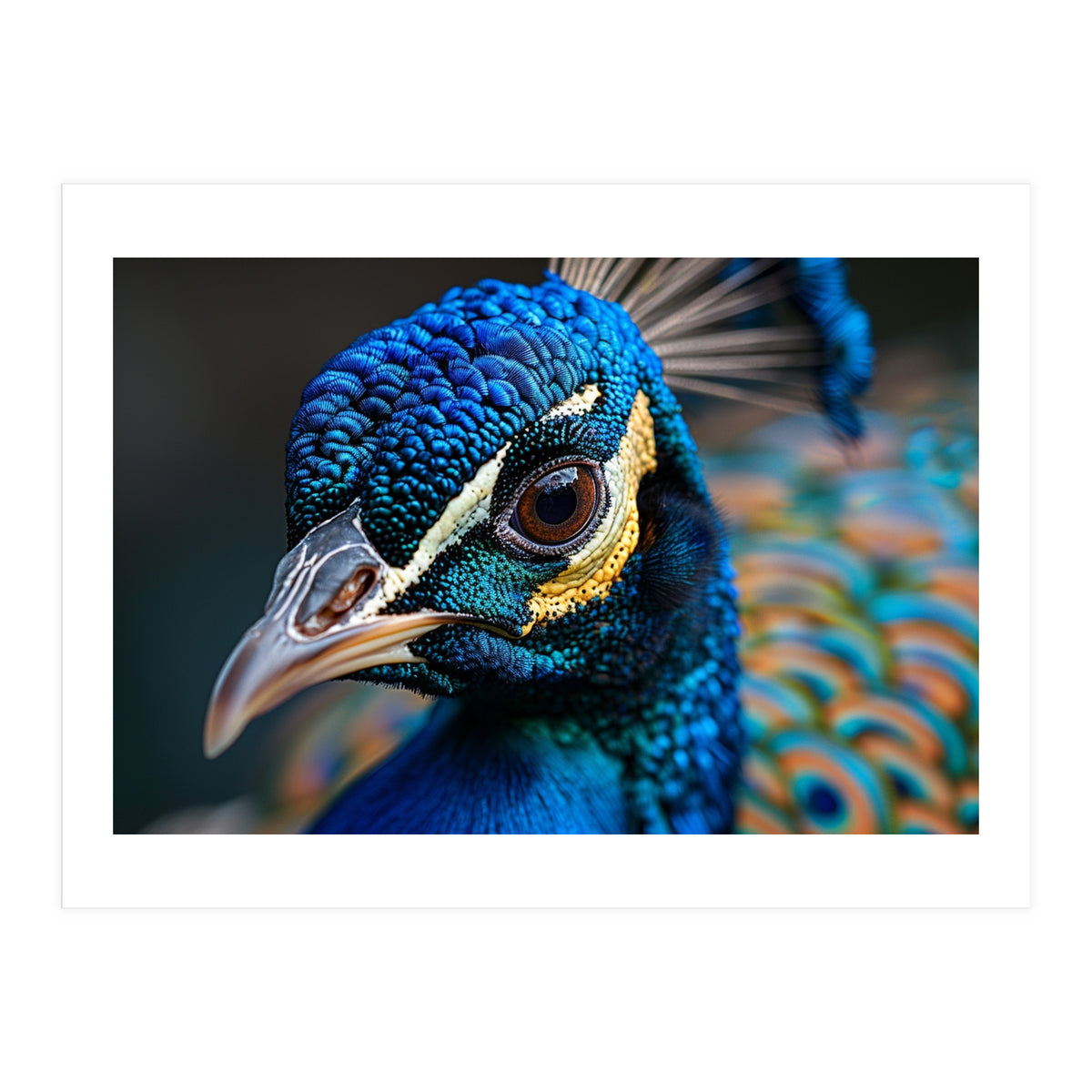 Close Up Of A Peacock Head And Eye (Print Only)